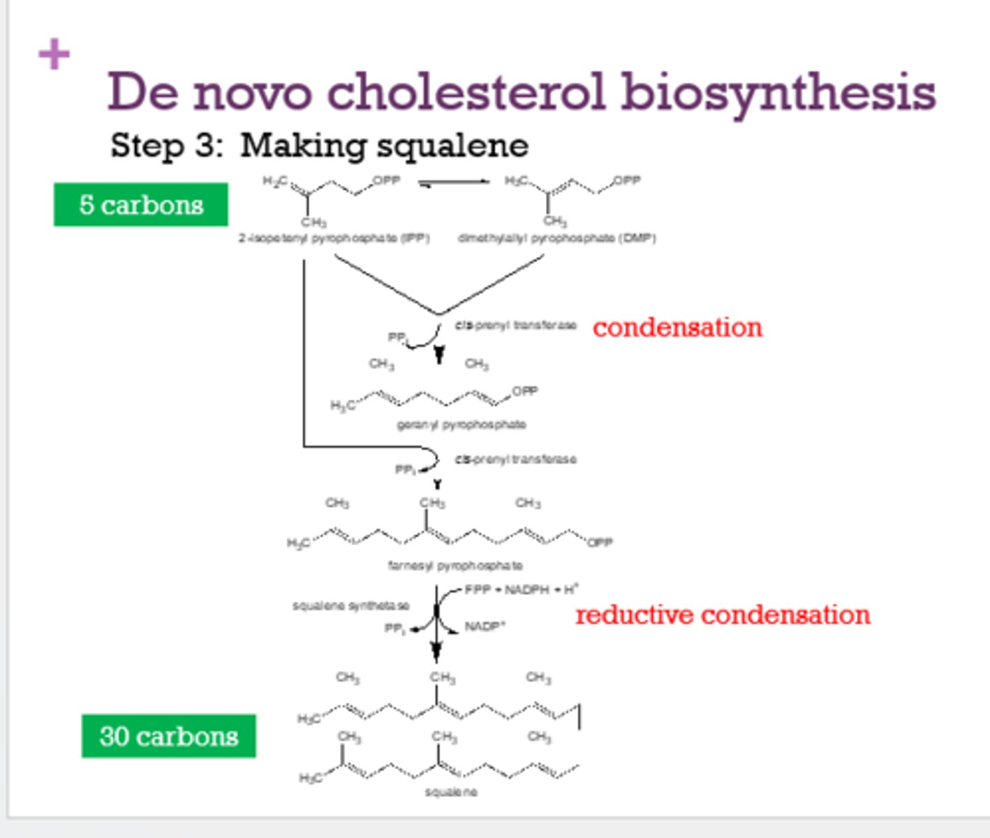 <p>making squalene (involves condensation and reductive condensation)</p>