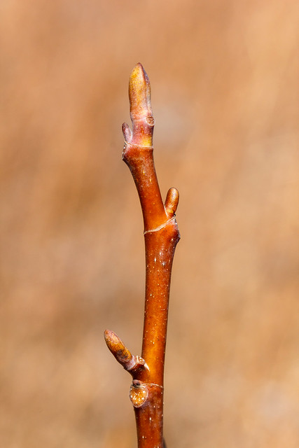 <p>Common name: Tuliptree</p><p></p><p>Genus: Liriodendron</p><p></p><p>Species: tulipifera</p><p></p><p>Family: Magnoliaceae</p>