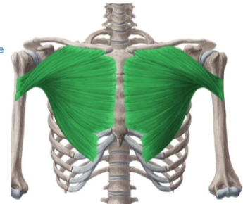 <p><span>Oorsprong: Pars clavicularis: op mediale twee derde van de clavicula</span><span><br></span><span>Pars sternocostalis: op het sternum en kraakbeen van 6-7 craniale ribben</span><span><br></span><span>Pars abdominalis: op de rectusschede</span><span><br></span><span>Aanhechting: Crista tuberculi major via smalle eindpees</span><span><br></span><span>Functie: Adductie, inwendige rotatie en anteflexie van de humerus</span><span><br></span><span>Oplichting van thorax bij gefixeerde arm (hulpademhalingsspier)</span></p><p><span>glenohumeraal</span></p>
