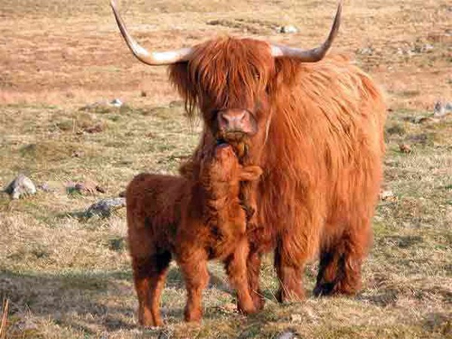 <p>double coat of thick hair, long fringe, meat with low cholesterol, extensive</p>