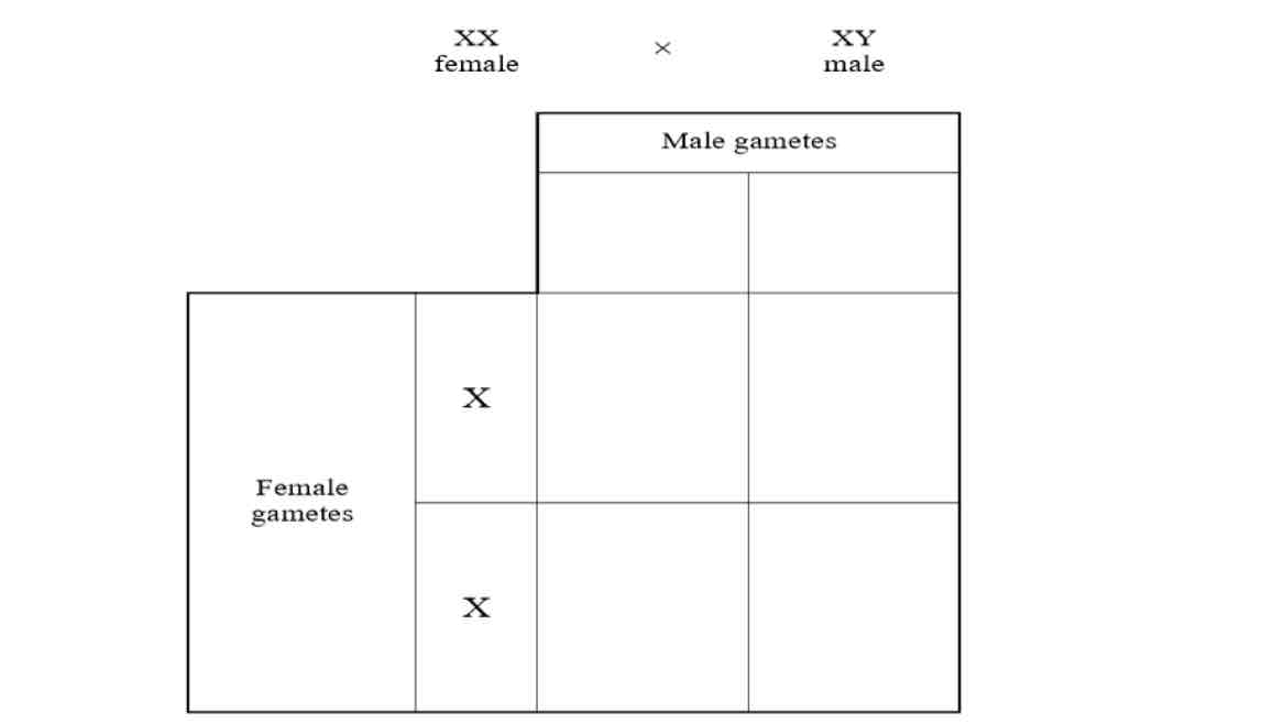 <p>Complete the punnet square to show the sex determination in humans</p>