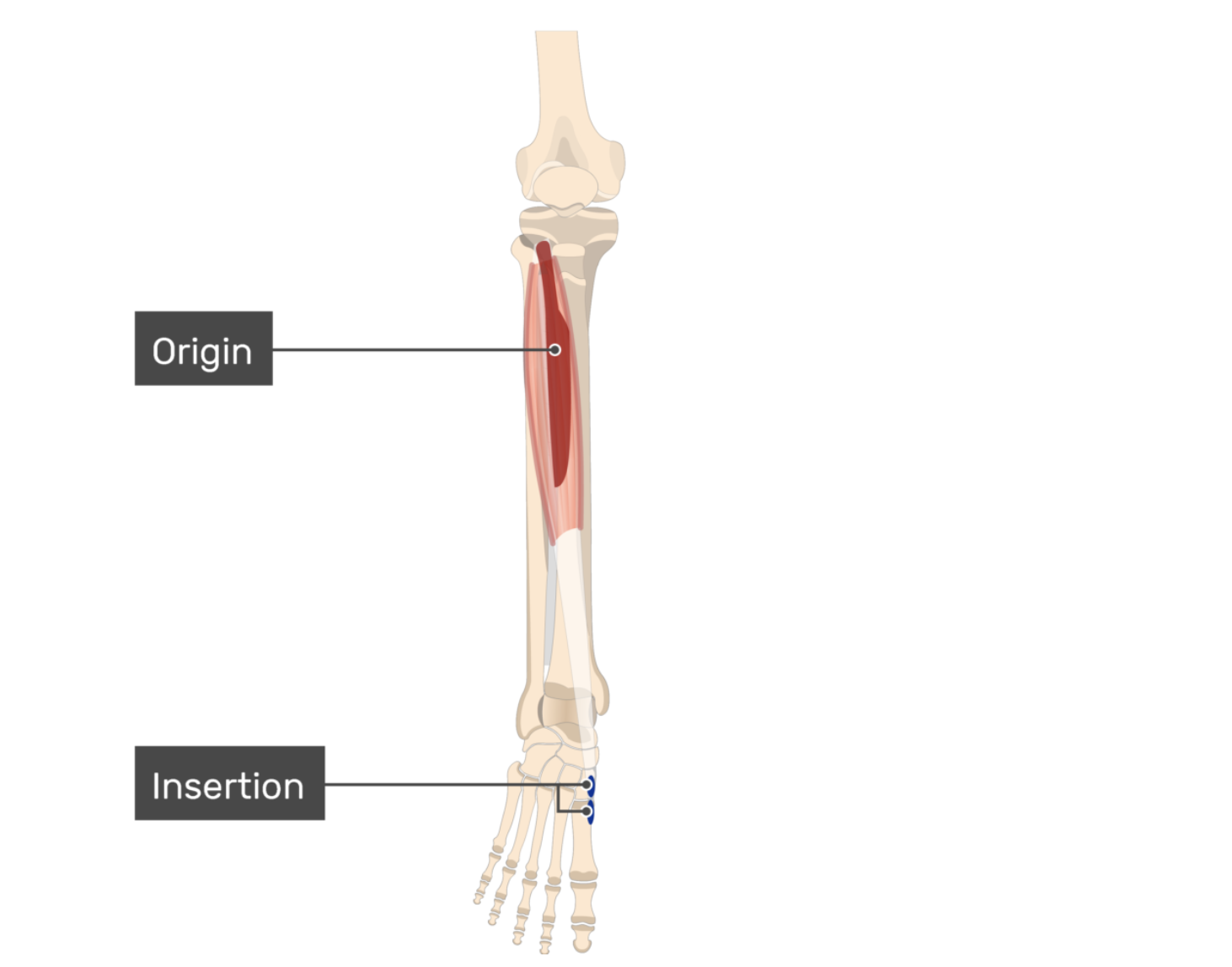 <p>tibialis anterior</p>