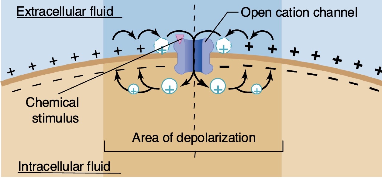 <p>Review</p><p></p><p>A <strong>membrane potential change </strong>happening <strong>right where the receptor is </strong>as an ion goes in/out the membrane </p><p></p><p><strong>This is called a </strong></p>