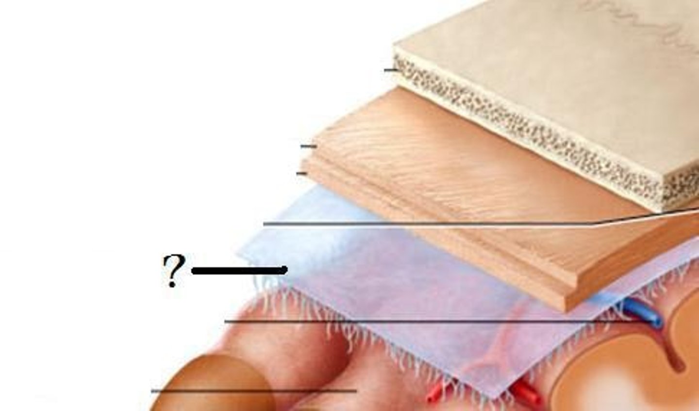 <p>middle layer</p><p>spidery appearance from trabecula</p>