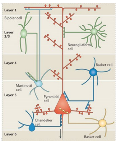 <ul><li><p class=""><strong>Interneurones</strong></p><ul><li><p class="">Innervate nearby neurones (excitatory pyramidal or other inhibitory interneurones)</p></li><li><p class="">Control activity of large groups of neurones via widespread synapses</p></li><li><p class="">Mediate strong synchronisation of activity</p></li><li><p class="">~20 different types with varied morphology & brain location</p></li></ul></li><li><p class=""><strong>Projection neurones</strong></p><ul><li><p class="">Innervate neurones outside their region (e.g. medium spiny neurones of striatum)</p></li></ul></li></ul><p></p>
