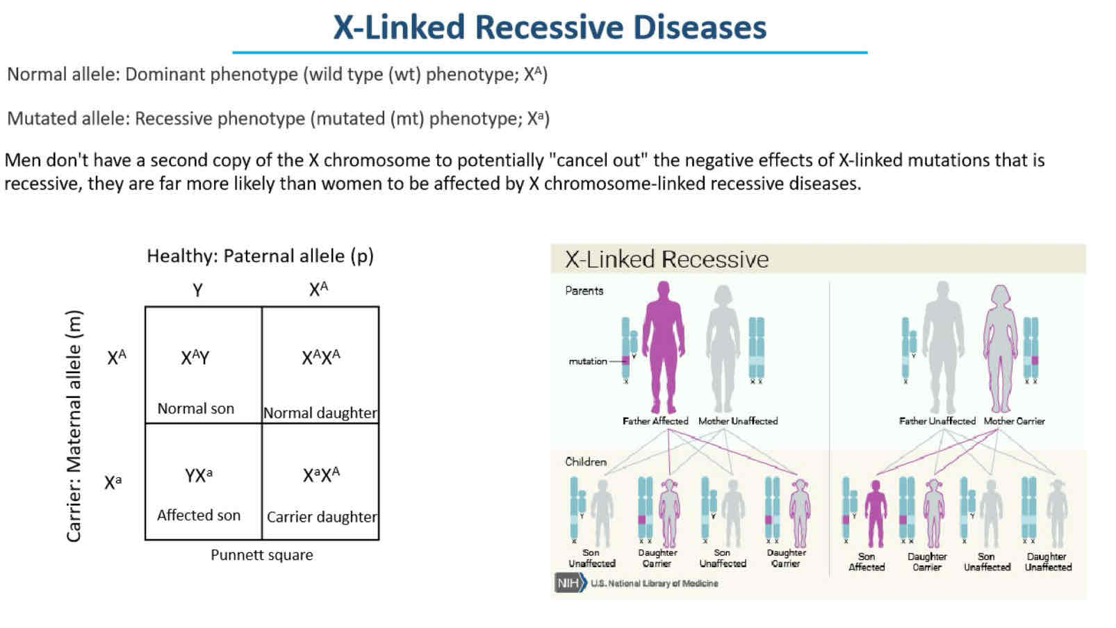 <p>Fill in the blank: X-linked recessive diseases are more common in ____ because they have only one X chromosome.</p>