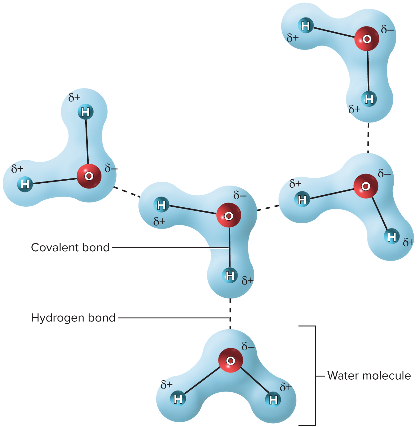 <p>A weak attraction between a slightly positive hydrogen atom on one molecule and a slightly negative oxygen or nitrogen atom on another molecule</p>