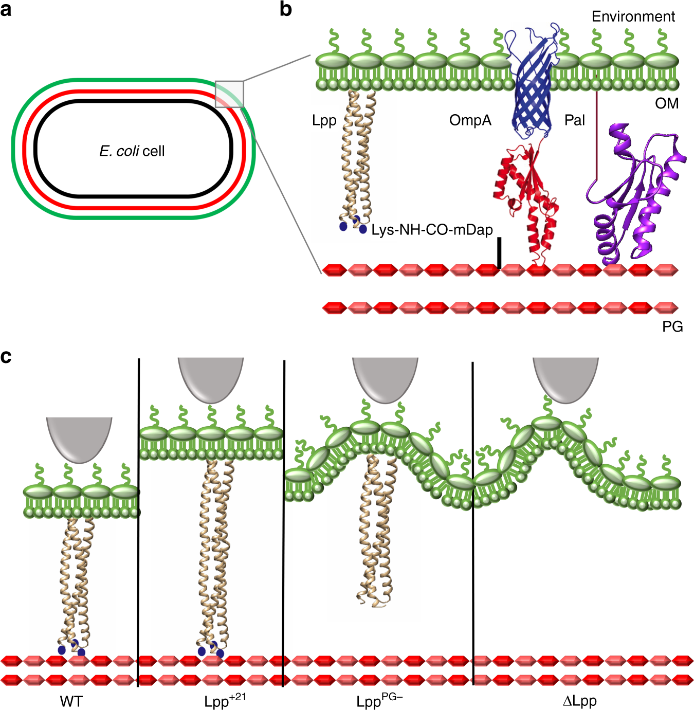 <p>The most abundant protein in the outer membrane. It anchors the outer membrane to the peptidoglycan layer, providing critical structural integrity, maintaining the cell envelope</p>