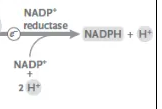 <p><mark data-color="unset" style="background-color: unset; color: inherit;">an enzyme that catalyzes the reduction of NADP+ to NADPH</mark></p><p></p>