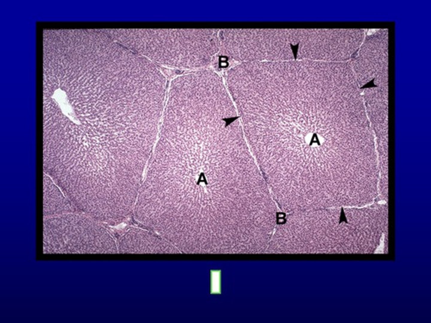 <p>name structure B</p>