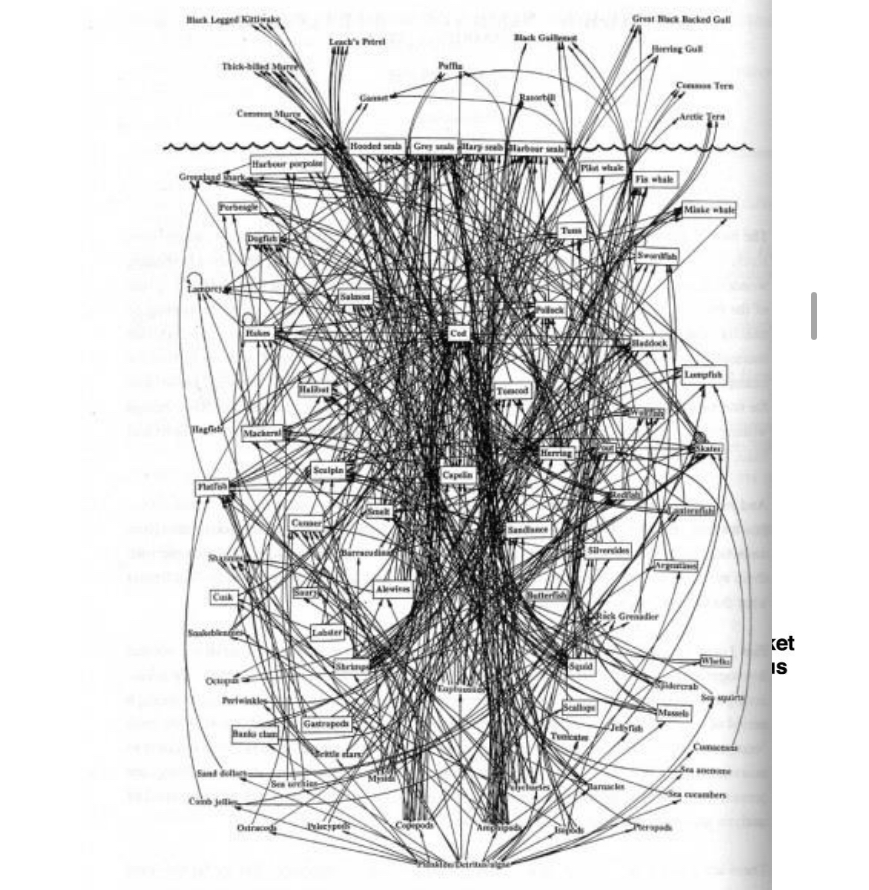 <p>Trophic levels</p><p>Food web: more complex </p><ul><li><p>includes all org____ interacting in the eco______</p></li></ul><p></p>