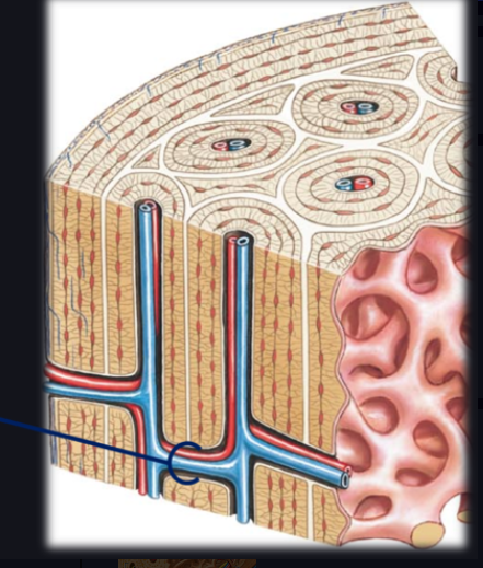 Perforating (Volkmann's) canals
