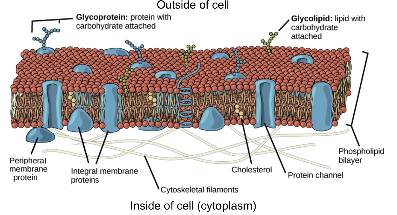 <p>Why is the cell membrane called the fluid mosaic model?</p>