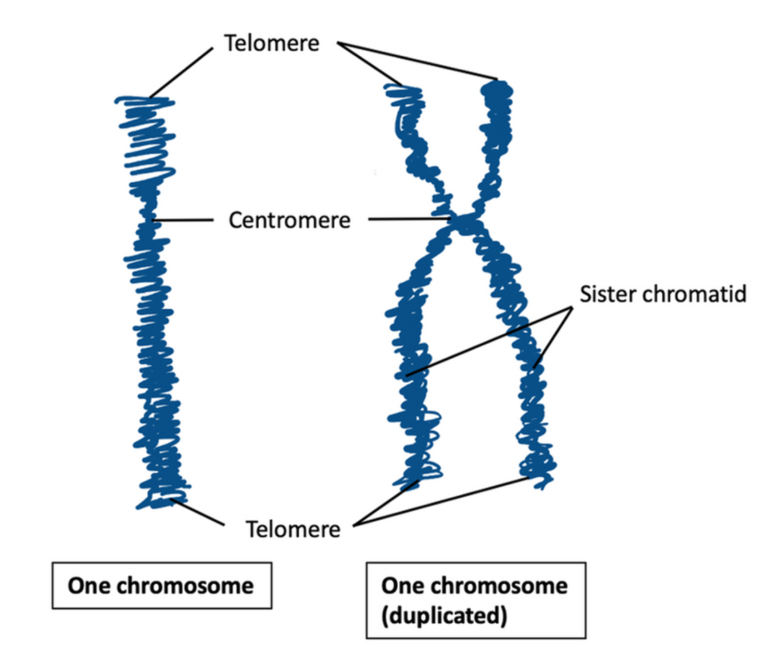 <p>Where the chromatids are connected to get a double stranded chromosome</p>