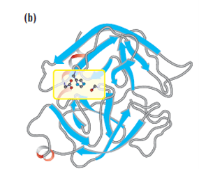 <p>Catalytic triad</p>