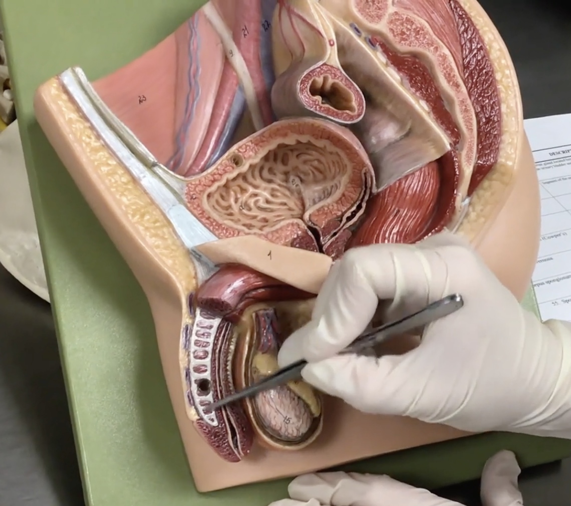 <p>Description: Two columns of erectile bodies of the penis</p><p>Relationship: N/A</p>