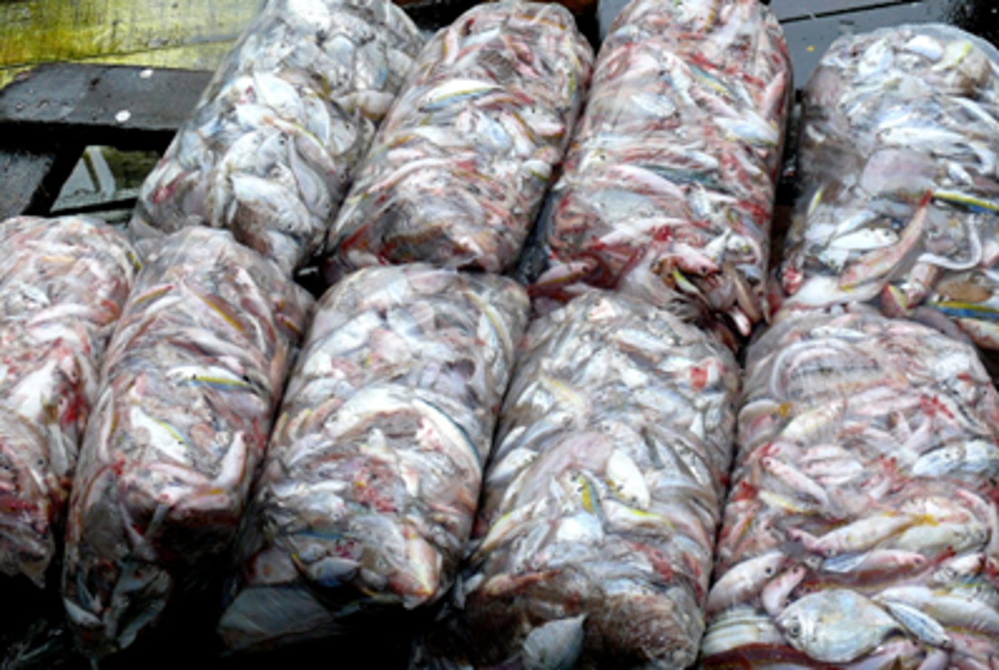 <p>-Pollution of water bodies by increased organic load (through feeding/fertilisation) in the water can lead to survival of pathogens and multiplication of vectors.</p><p>-Water bodies represent unique opportunity for spread of anti-microbial resistance (AMR) through easy mixing of bacteria, overuse of antibiotics particularly in countries where veterinary controls are poor.</p><p>-In some places the water which fish are reared can be used for multiple things</p><ul><li><p>&nbsp;Hygiene/ washing fascilities for people, disposing of waste ect</p></li></ul><p></p>