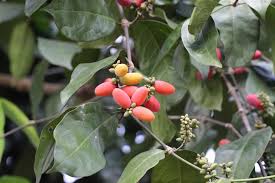 <p>lianas, or vines, that climb to the tops of tall trees in the moist tropical forests.</p>