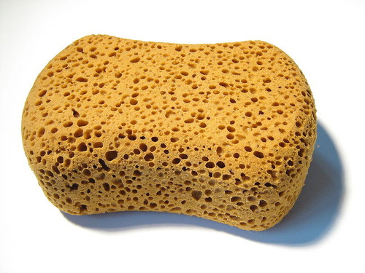 <p>sponge</p>
