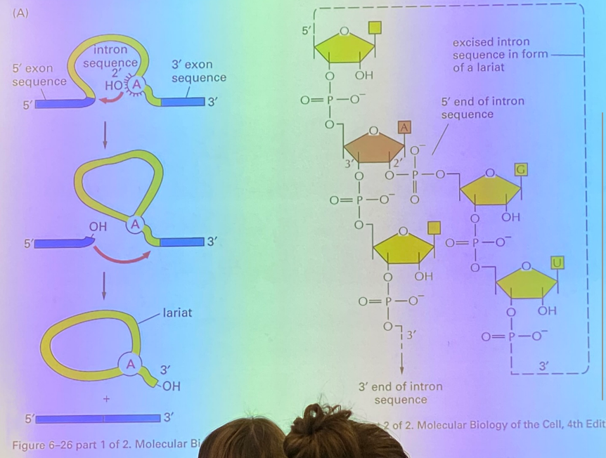 <p>the branch site, the A residue, attacks the phosphodiester bond at the exon-intron junction, thanks to RNA’s ability to fold on itself. this junction becomes site-lysed, and we have interrupted the message by looping the intron, which will later be the lariat. the exon that got cut off now has a highly reactive OH group exposed, which attacks the intron-exon junction and kicks the intron off, now known as the lariat. </p><p>there is no enzyme involved here, but it’s enzyme-like… thus it is ribozyme-catalyzed, as it’s catalyzed by a molecule made of RNA rather than proteins. </p>
