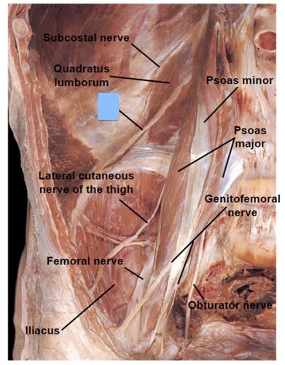 <p>ilioinguinal</p><p>iliohypogastric</p>