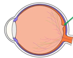 <p>point of central focus; contains most of eye’s cones (color); visual acuity (see finest details); center part of retina</p>