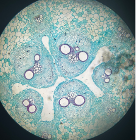 dicot stem
