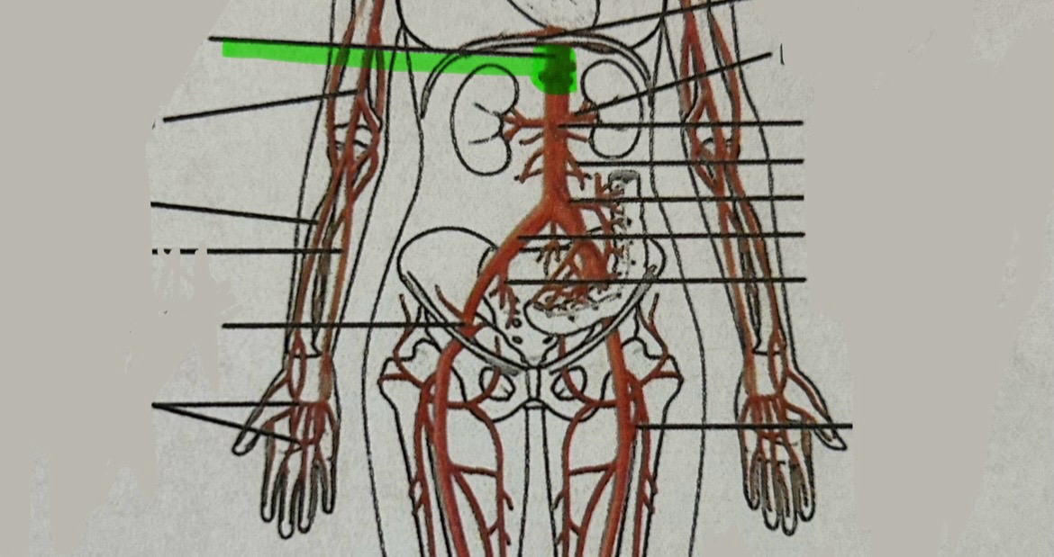 <p>below diaphragm, above kidney</p>