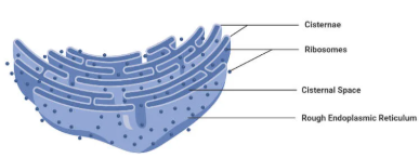 <p>contains ribosomes bound to the ER membrane</p><p>compartmentalizes protein synthesis</p><p>folds and modifies newly synthesized proteins </p>