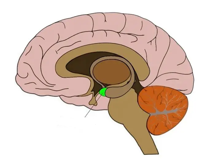 <p>linked to emotions like <strong>fear</strong> and anger and coordinates fight or flight; effects: <strong>aggression</strong></p>