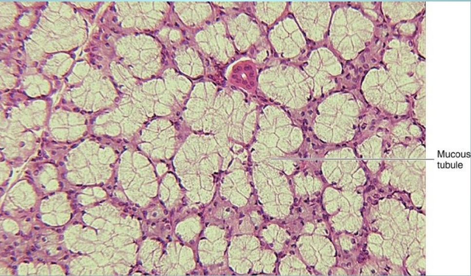 <p>which gland is this </p>