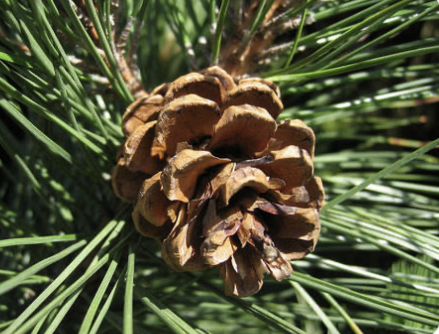 <ul><li><p>vascular tissue </p></li><li><p>megaphylls </p></li><li><p>reproduce w/ seeds </p></li><li><p>thin, needle-like leaves </p></li><li><p>male + female cones </p></li></ul><p></p>