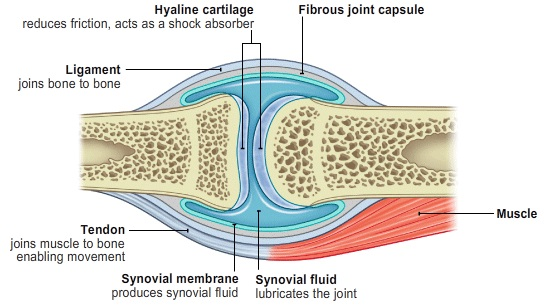 <p>The <strong>bones</strong> form the synovial joint (sometimes ball-and-socket). </p><p>The <strong>cartilage</strong> is a smooth protective connective tissue that prevents bone-on-bone contact </p><p><strong>Synovial fluid</strong> is lubricating fluid (encasing the entire joint) that reduces friction. </p><p><strong>Ligaments</strong> are tough and fibrous connective tissue encircling the joint that holds the bones in place and allows for a range of motion. </p><p>The <strong>muscles</strong> contract and relax, which allows for motion. </p><p>The <strong>tendons</strong> are connective tissue that connects each muscle to its appropriate bone, which helps controls the movement. </p>