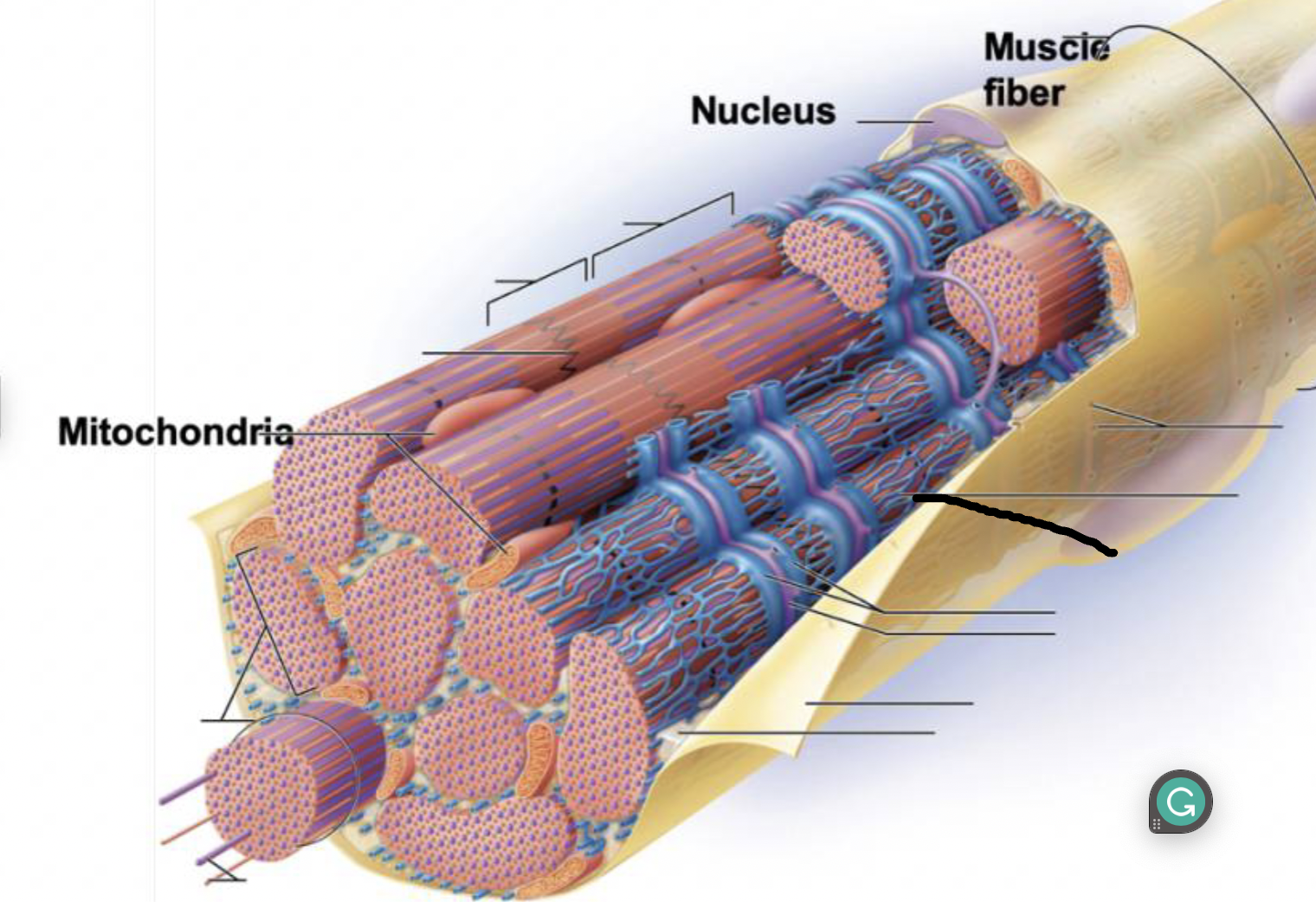 <p>what muscle feature is this?!</p>