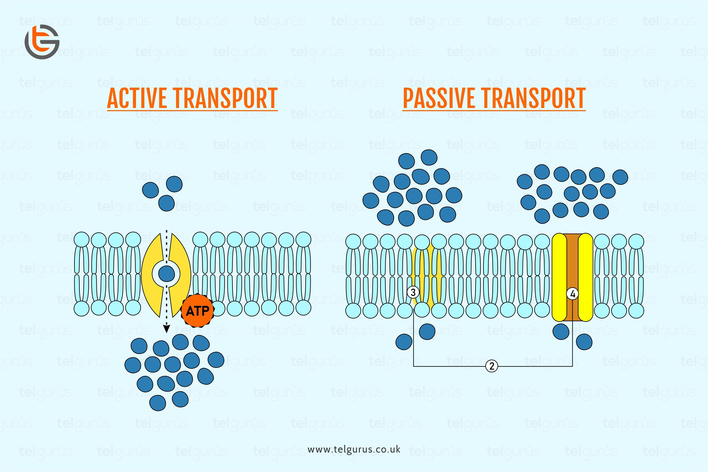 passive vs. active transport