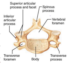 <p>7 total, 1 (atlas) and 2 (axis) have unusual structures + no disc.</p><p>3-7 are typical. They have an oval body, are broader side to side than front to back.</p><p>Have short spinous processes that split at the end (except 7 which sticks out and can be palpated/not split.</p><p>Vertebral foramen (opening) is a large triangle.</p><p>Each transverse process contains a transverse foramen for passage of vertebral artery to brain.</p>