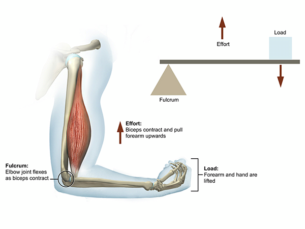 <p>Many individual bones and segments act as <strong>levers</strong> to maximize efficiency for movements. </p><p>A lever is comprised of a rod that can rotate about the fulcrum. An effort is needed for the lever to achieve this. Similarly, the bone is like the rod and the joint is like the fulcrum. The muscles provide the effort. </p><p>The purpose of levers is to lower the force necessary to accomplish work. Similarly, the lever action of bones and joints allow muscles to exert a lower force in order to accomplish a movement. </p>