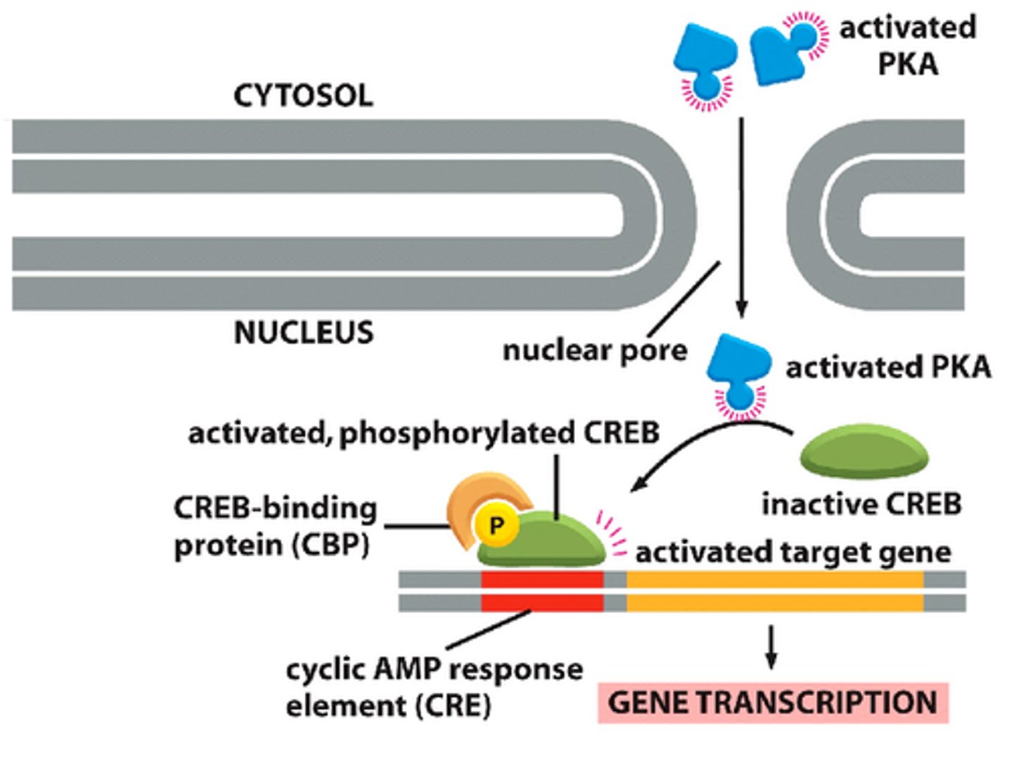 <p>A protein activated by cyclic AMP that binds to specific regions of DNA, thereby increasing the transcription rates of nearby genes.</p>