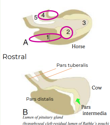 <p>Adenohypophysis (anterior lobe)</p><p>• Pars distalis (1)</p><p>• Pars intermedia* (2)</p><p>• Pars tuberalis (forms the stalk)</p><p>*Pars intermedia is rudimentary in humans, lacking in birds</p>