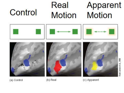 <p>Participant is scanned by an fMRI while viewing three displays </p><p>perception of motion in both cases is related to the same brain mechanism  </p>