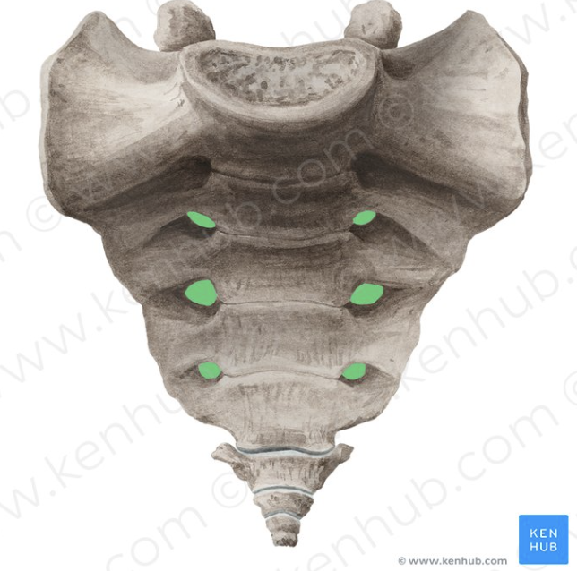 <p>What part of the sacrum is this?</p>