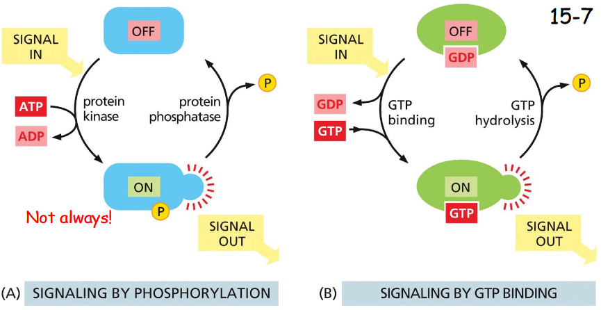 <p><strong>Signaling by phosphorylation:</strong><br>phosphorylation by protein kinase (ATP dependent) and de-phosphorylation by phosphatase (A)</p><p><strong>Signaling by GTP-binding: </strong><br><br>Inactive: GTP hydrolyzed to GDP by action of GTPase-Activating-Protein GAP</p><p>Activation: GDP dissociated by action of GEF (guanine nucleotide exchange factor) and GTP binds (10x higher concentration), activating signal</p><p>In addition, other small molecules such as cyclic AMP and Ca2+ act as second messengers, and diacylglycerol diffusing in the membrane also acts as second messengers (movie 15-1)</p>