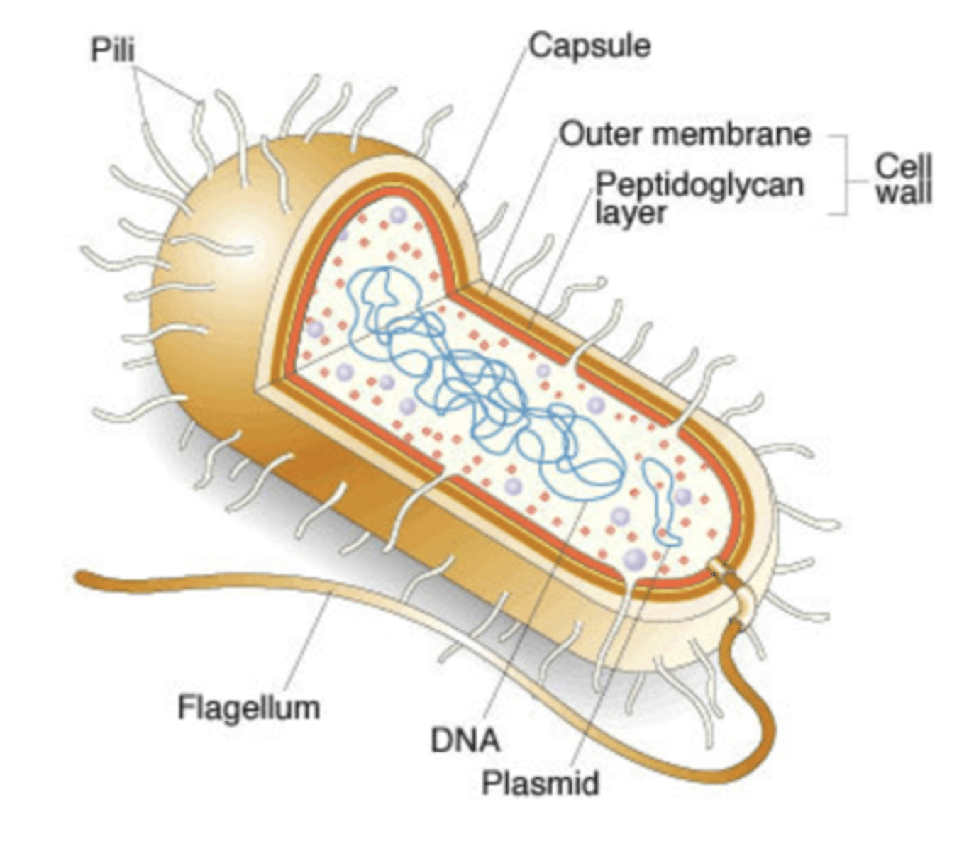 <p>hairlike filaments that extend from the cell surface</p>