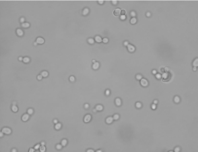 <p>Identify: Fungi</p>