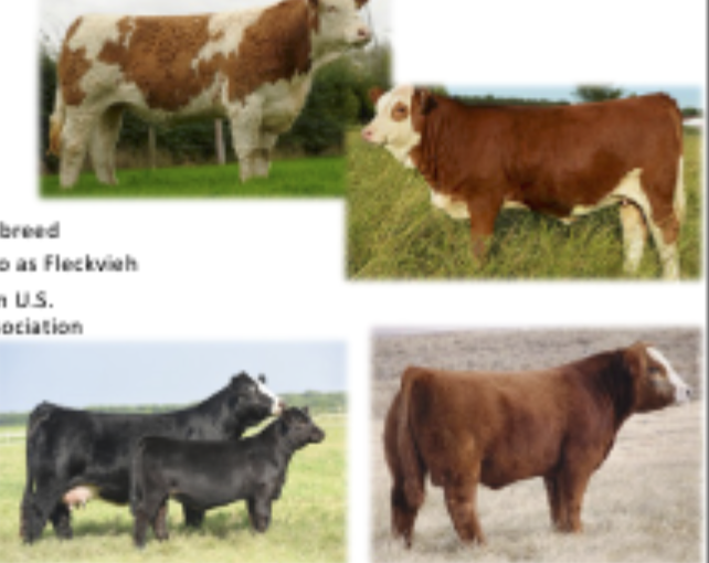 <p>Origin: Switzerland, most popular continental breed in US, performance based breed association</p>