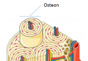 <p>Structure that makes up compact bone, connected with nerves/vessels</p>