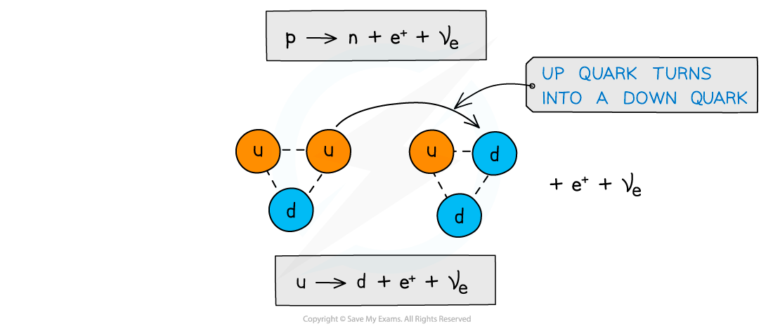 <p>Proton<span><strong> Up </strong></span>quark turns into neutron <span><strong>Down</strong></span> quark emitting a positron and electron neutrino</p>