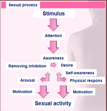 <ul><li><p>explains spontaneous innate desire as being aroused through stimulus without being aware</p></li><li><p>process works the same for men and women, but men have more stimuli in the world so more easily turned on</p></li></ul><p></p>