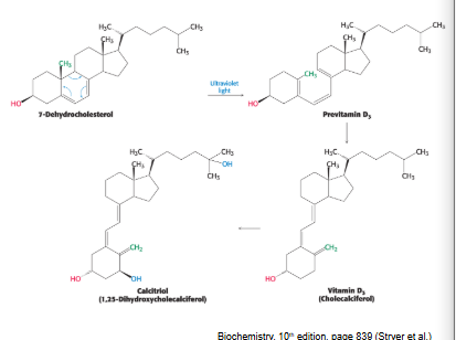 <p>cholesterol by UV light from sunlight exposure</p><ul><li><p>Vitamin D3 is formed from cholesterol in a series of steps, one of which requires ring-splitting by UV light</p></li><li><p>vitamin D3 is converted to the hormone <strong>calcitrol</strong>, active form of vitamin D, by <strong>hydroxylation rxns</strong> in <strong>liver</strong> and <strong>kidneys</strong></p></li><li><p>vitamin D3 = critical for absorbance of <strong>calcium and phosphorus</strong> → required for bone health</p></li></ul><p>synthesis of vit D is NOT sufficient for demand so dietary vit D is essential</p><p></p>