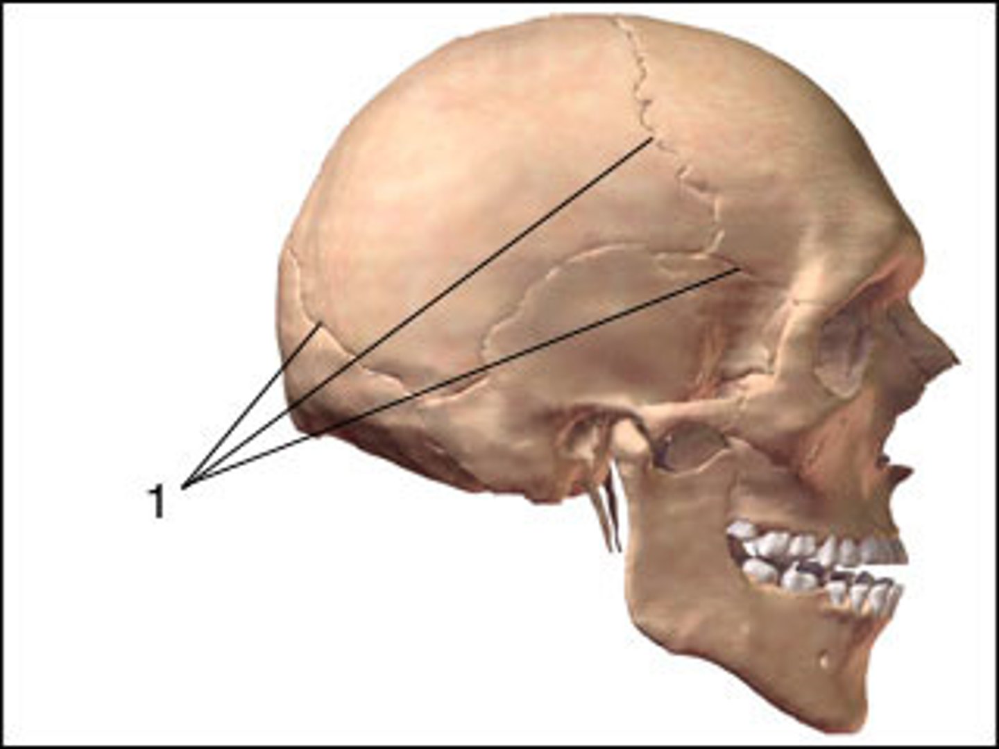 <p>like the skull</p>